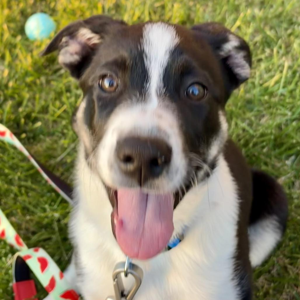 Willy, Adoptable, Puppy Male Shepherd.