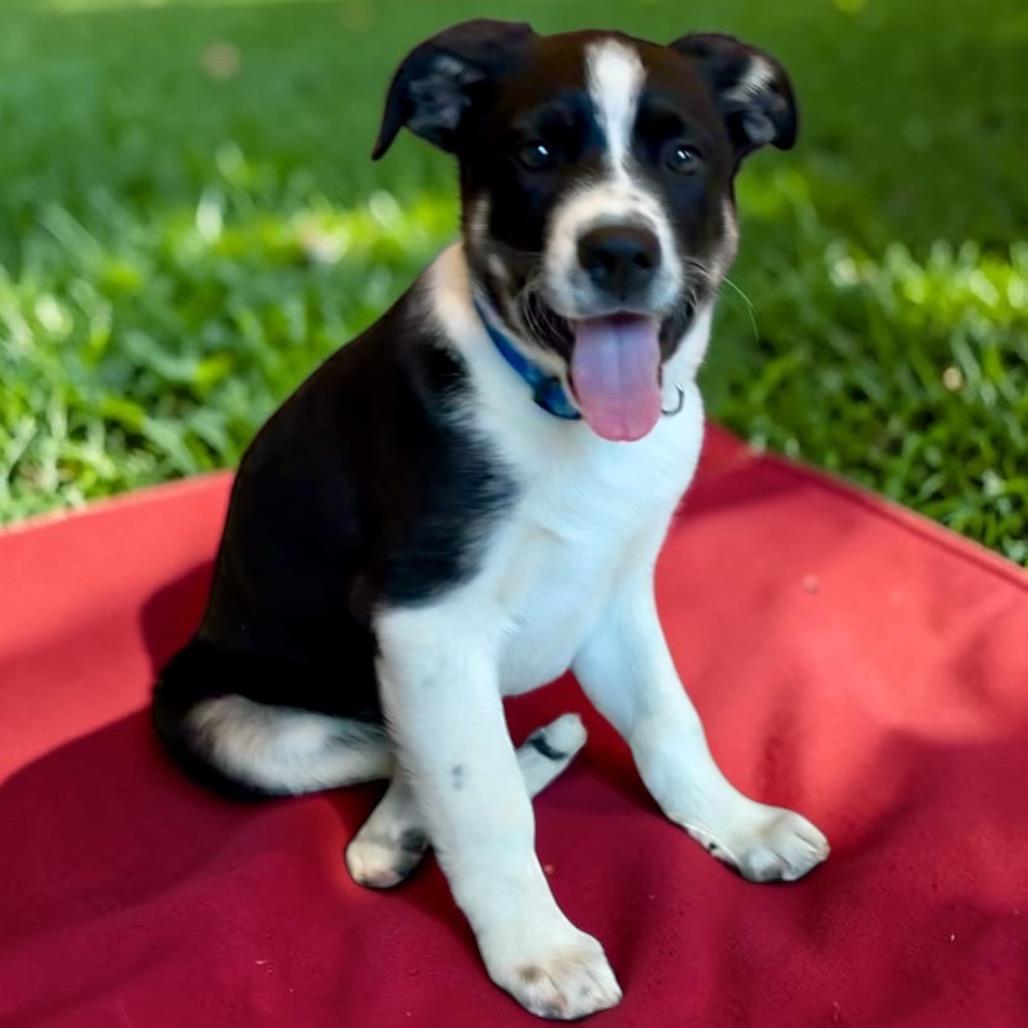 Willy, a Adoptable Shepherd in Lee's Summit, MO image 2/5
