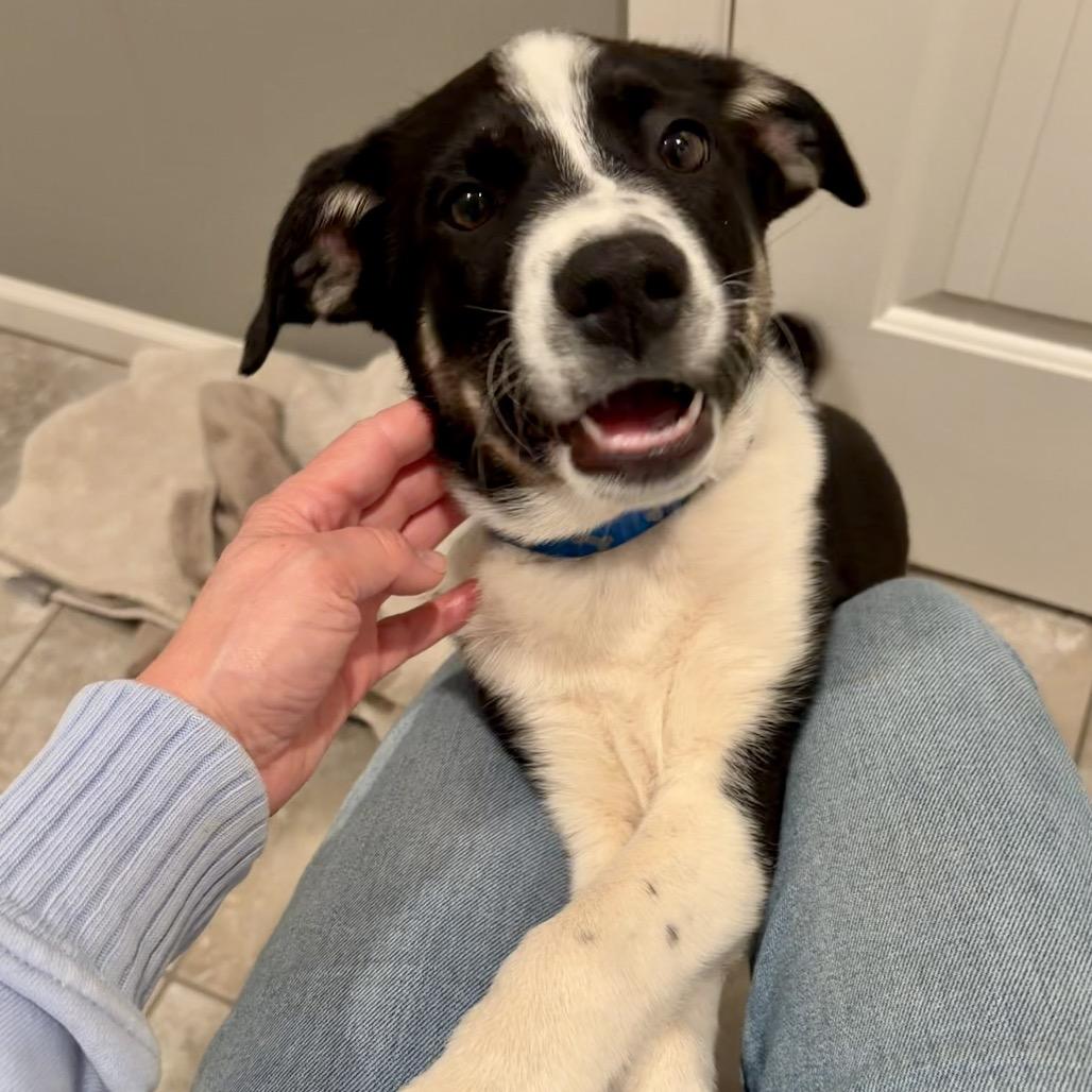 Willy, a Adoptable Shepherd in Lee's Summit, MO image 3/5