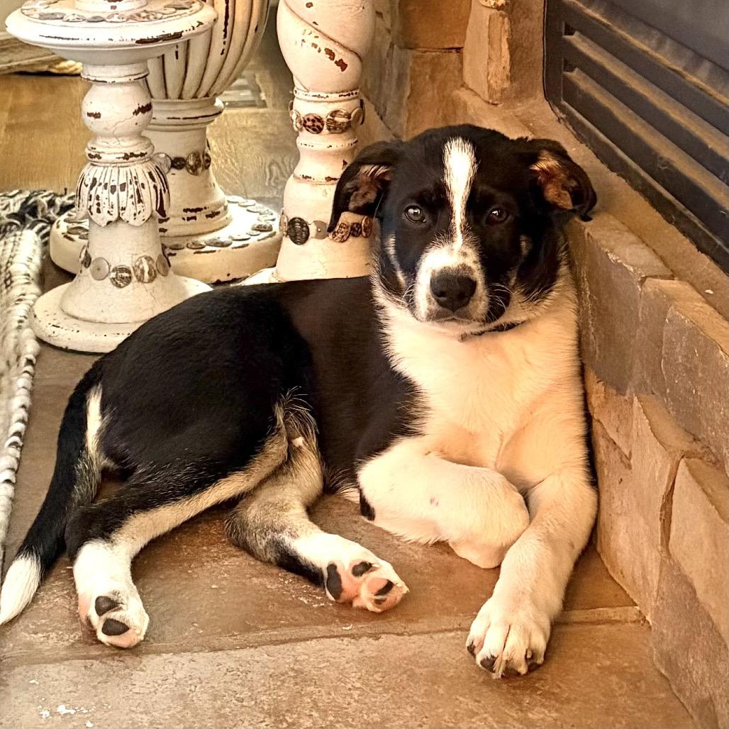 Willy, a Adoptable Shepherd in Lee's Summit, MO image 4/5