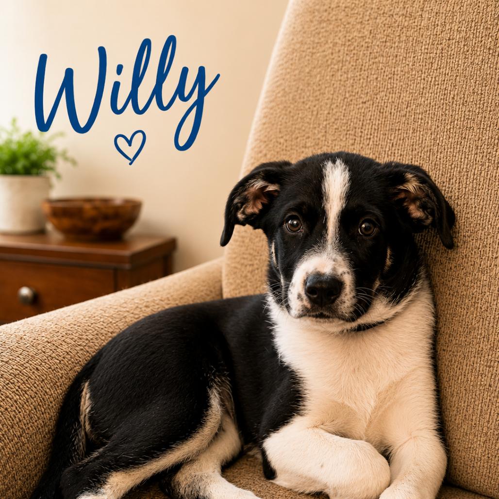 Willy, a Adoptable Shepherd in Lee's Summit, MO image 5/5