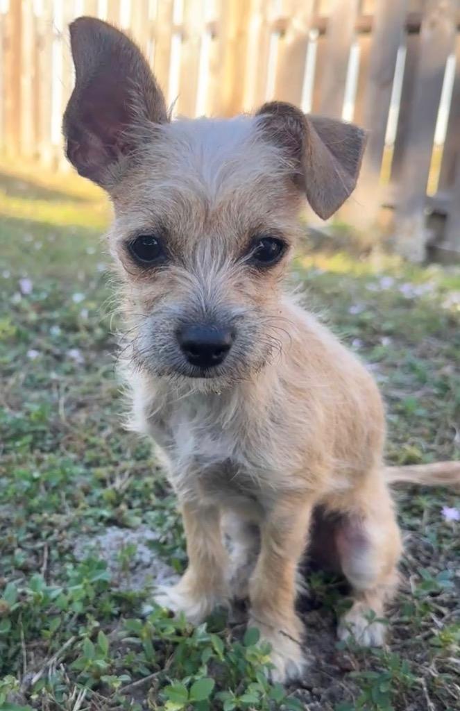 Enlarge Lily, a Adopted Chihuahua in Fort Myers, FL image 1/3