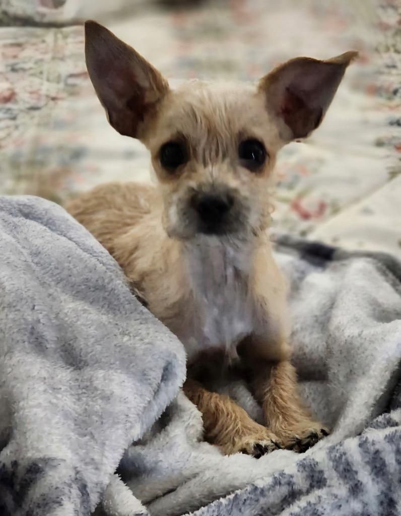 Enlarge Lily, a Adopted Chihuahua in Fort Myers, FL image 2/3