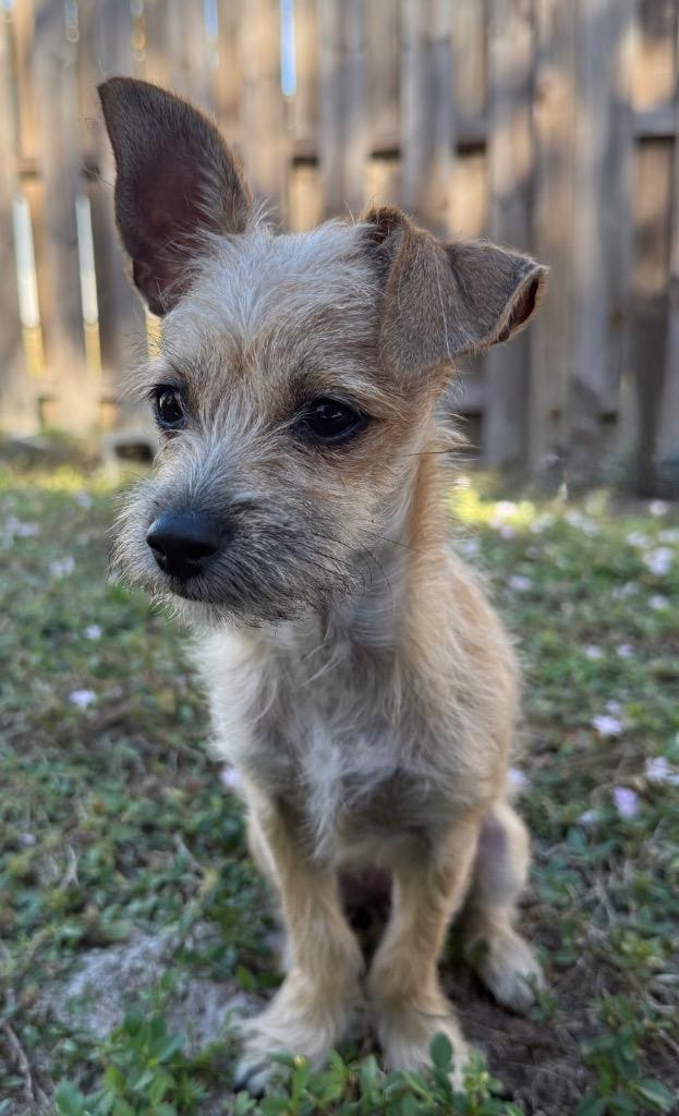 Enlarge Lily, a Adopted Chihuahua in Fort Myers, FL image 3/3