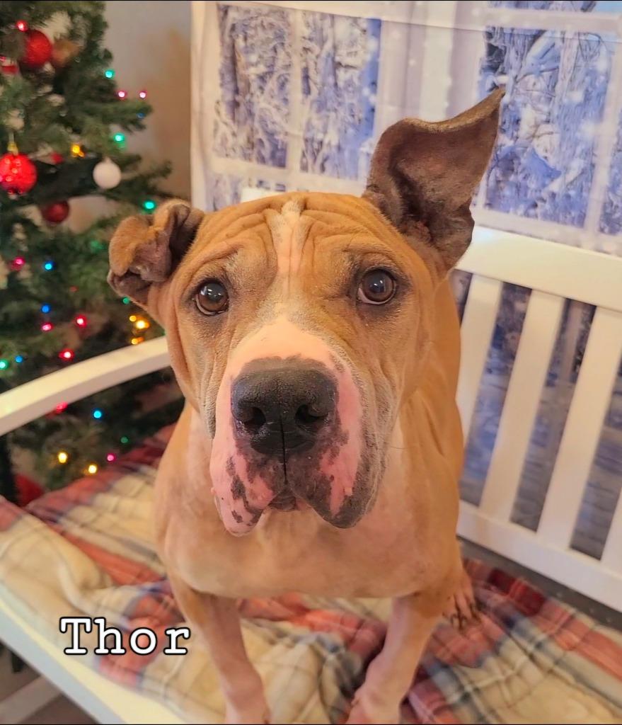 Enlarge Thor Yrly 464, a Adopted Pit Bull Terrier in Sidney, OH image 1/3
