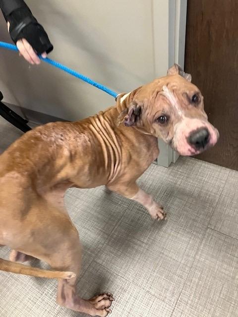 Enlarge Thor Yrly 464, a Adopted Pit Bull Terrier in Sidney, OH image 2/3