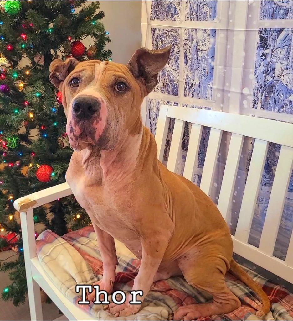 Enlarge Thor Yrly 464, a Adopted Pit Bull Terrier in Sidney, OH image 3/3