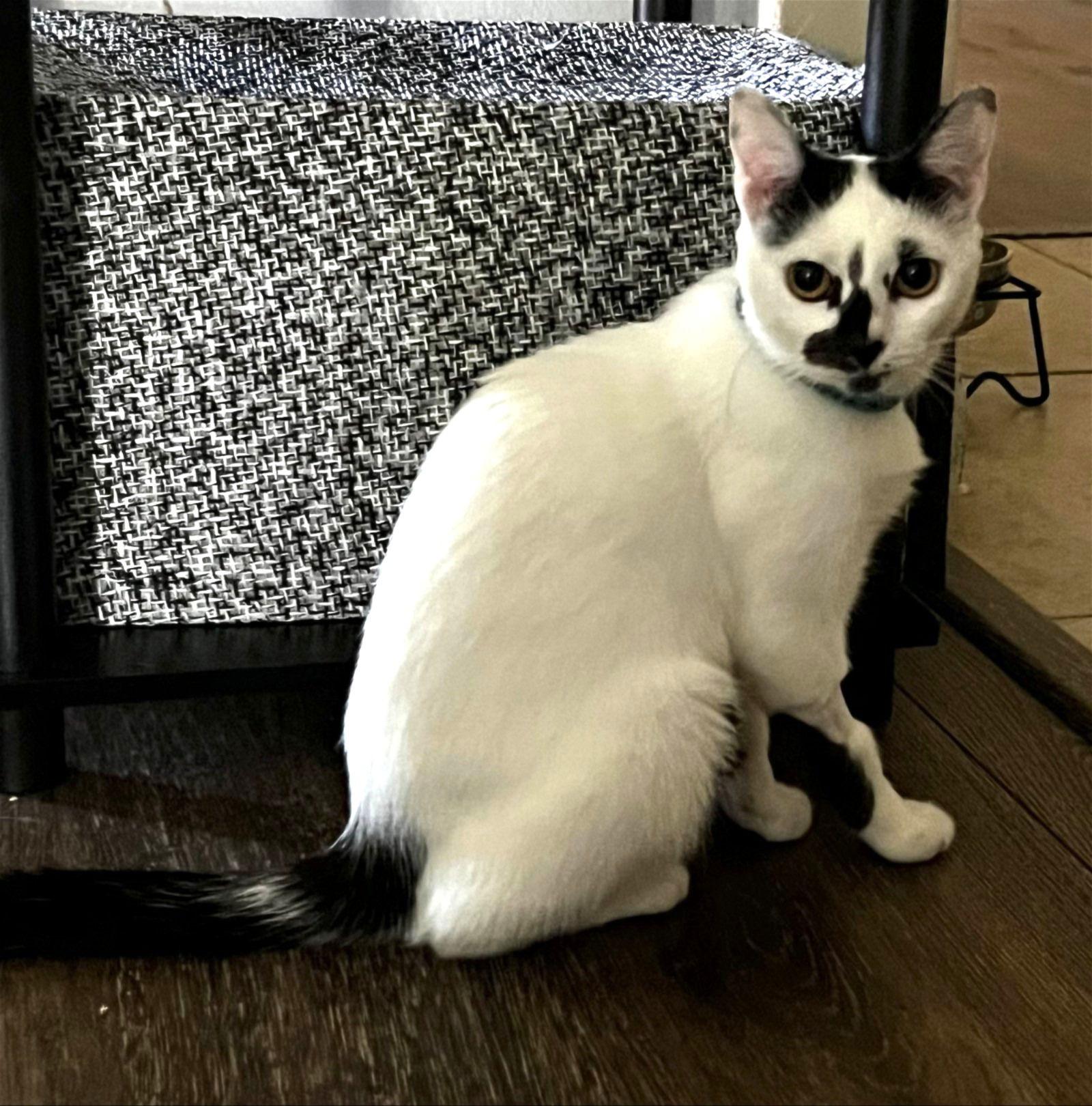 Astro #to-infiniti-and-back, Adoptable, Adult Female Turkish Van & Domestic Short Hair.