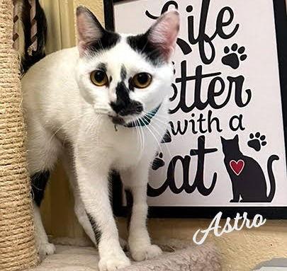 Astro #to-infiniti-and-back, a Adoptable mixed breed in Houston, TX image 3/3