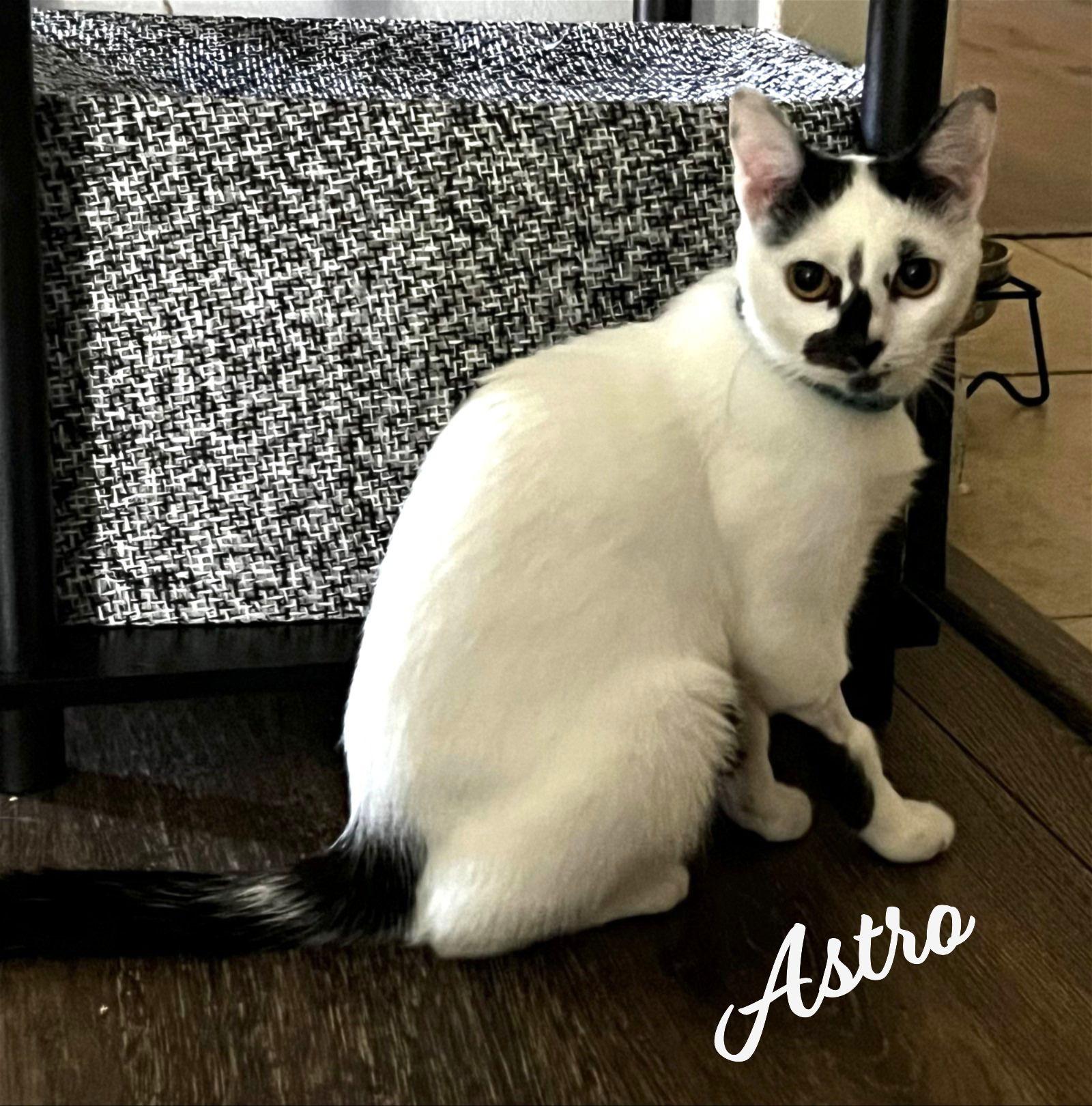 Astro #to-infiniti-and-back, Adoptable, Adult Female Turkish Van & Domestic Short Hair.