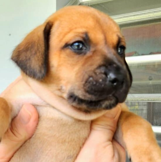 Tatu "so Cute Litter