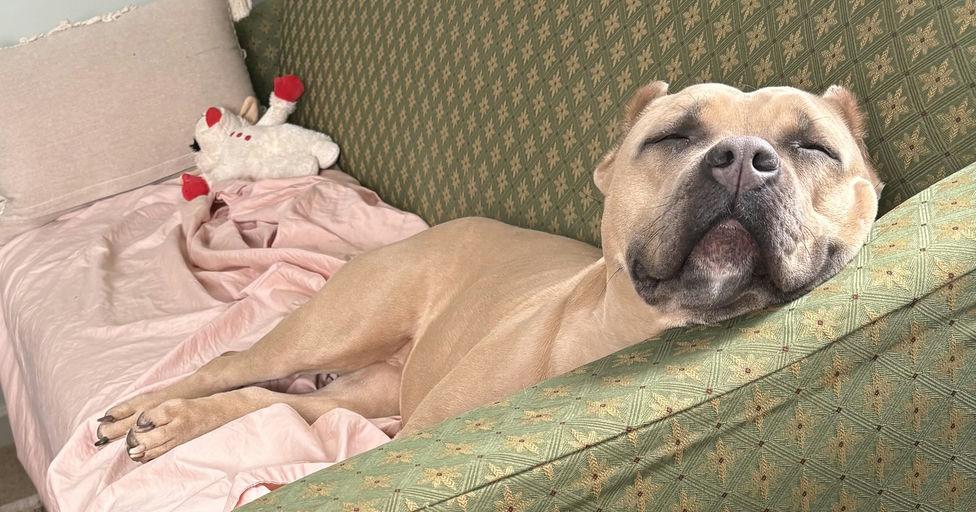 Enlarge Rosie May, a Adopted mixed breed in Glover, VT image 2/4