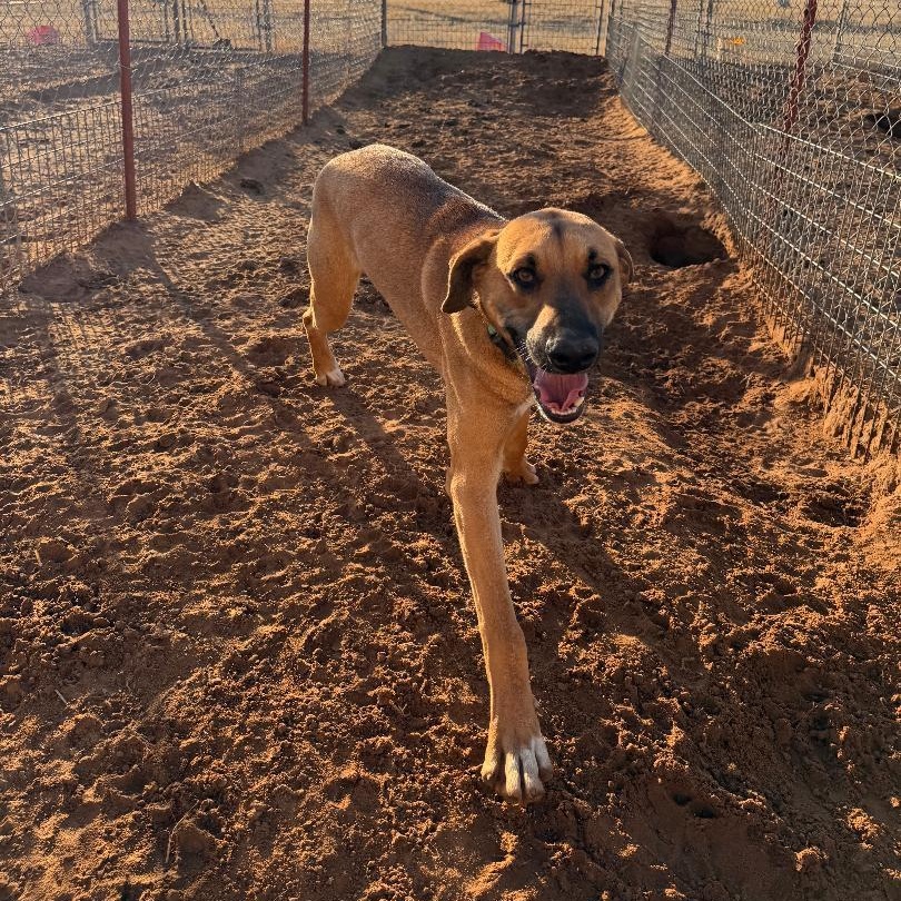 Hank, a ADOPTABLE mixed breed in Enfield, CT image 3/3