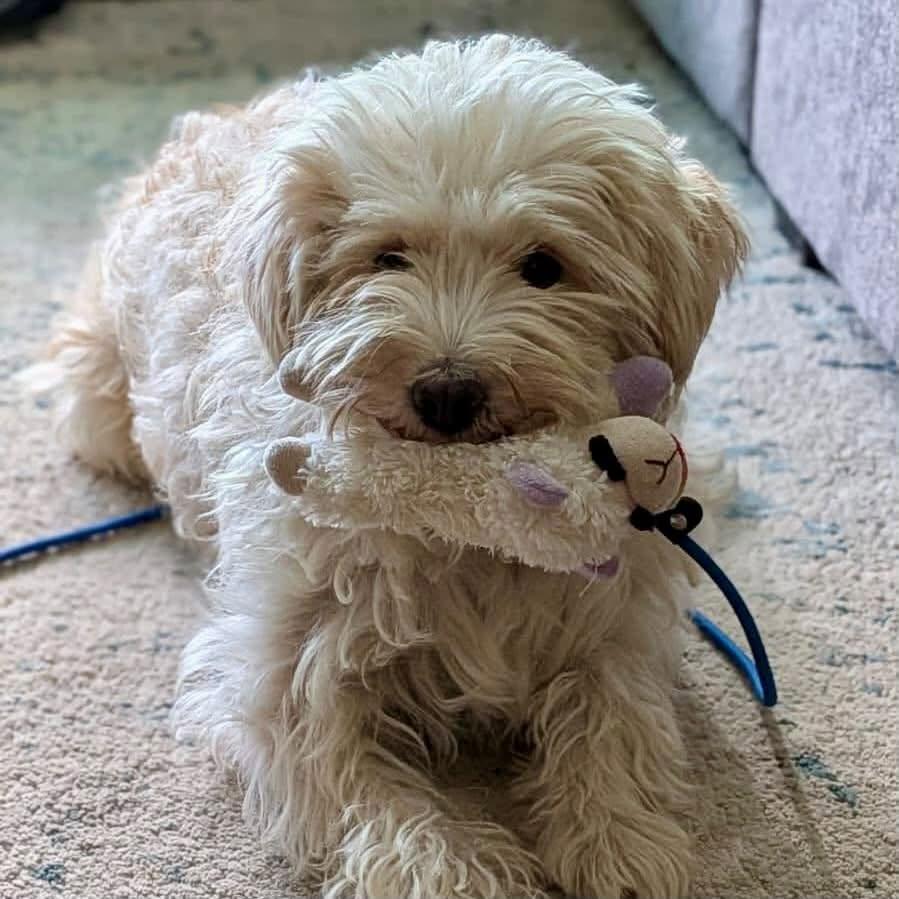 Enlarge Candy, a Adopted mixed breed in Mississauga, ON image 2/6
