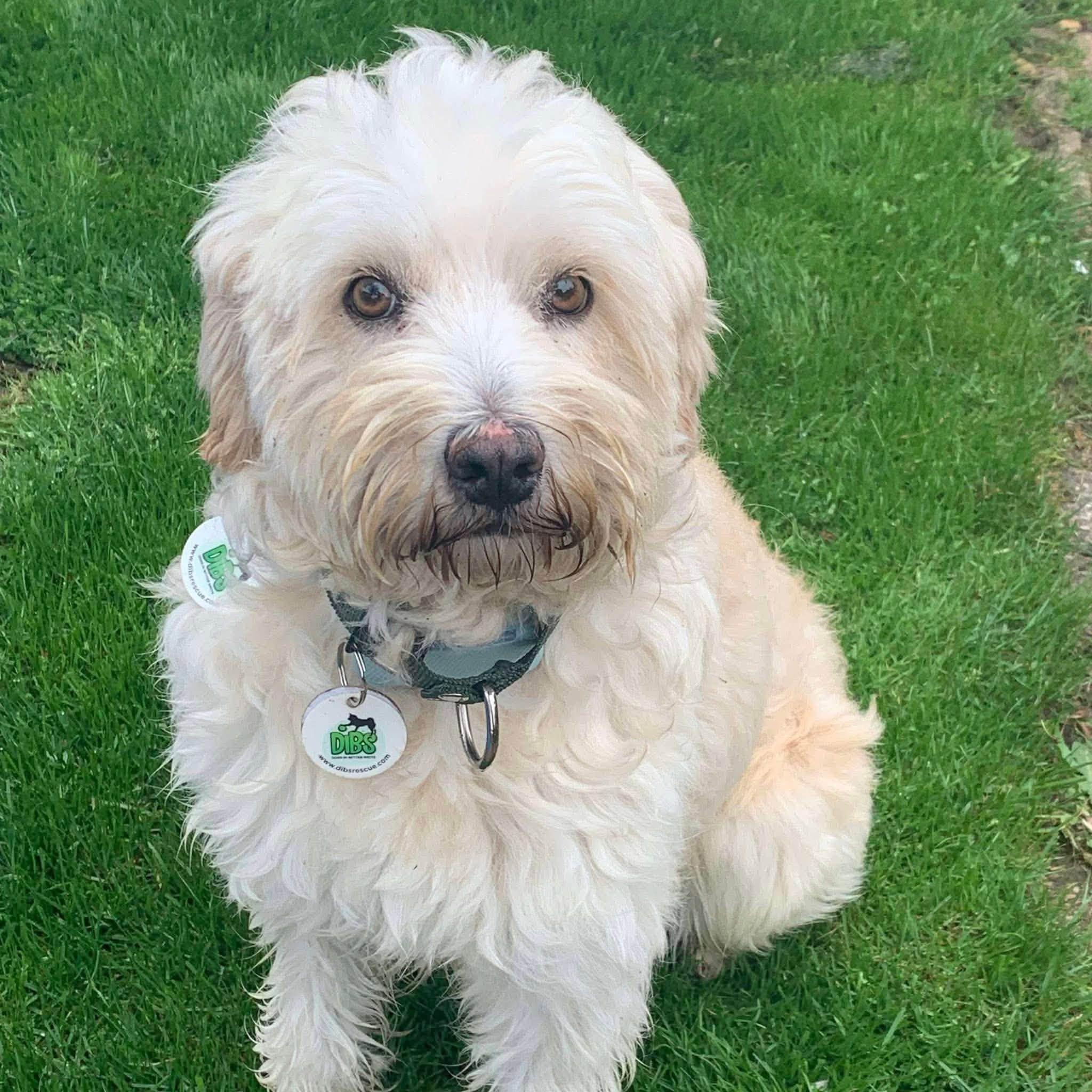Enlarge Candy, a Adopted mixed breed in Mississauga, ON image 5/6