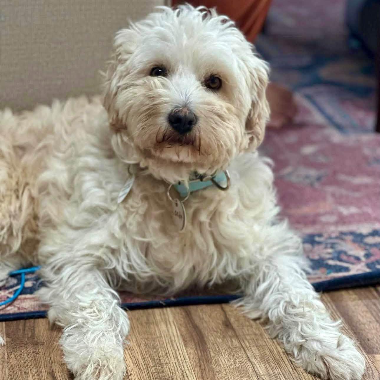 Enlarge Candy, a Adopted mixed breed in Mississauga, ON image 4/6