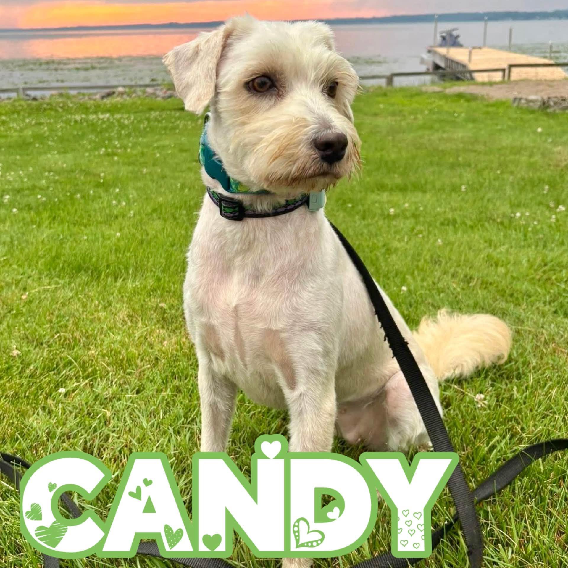 Enlarge Candy, a Adopted mixed breed in Mississauga, ON image 1/6