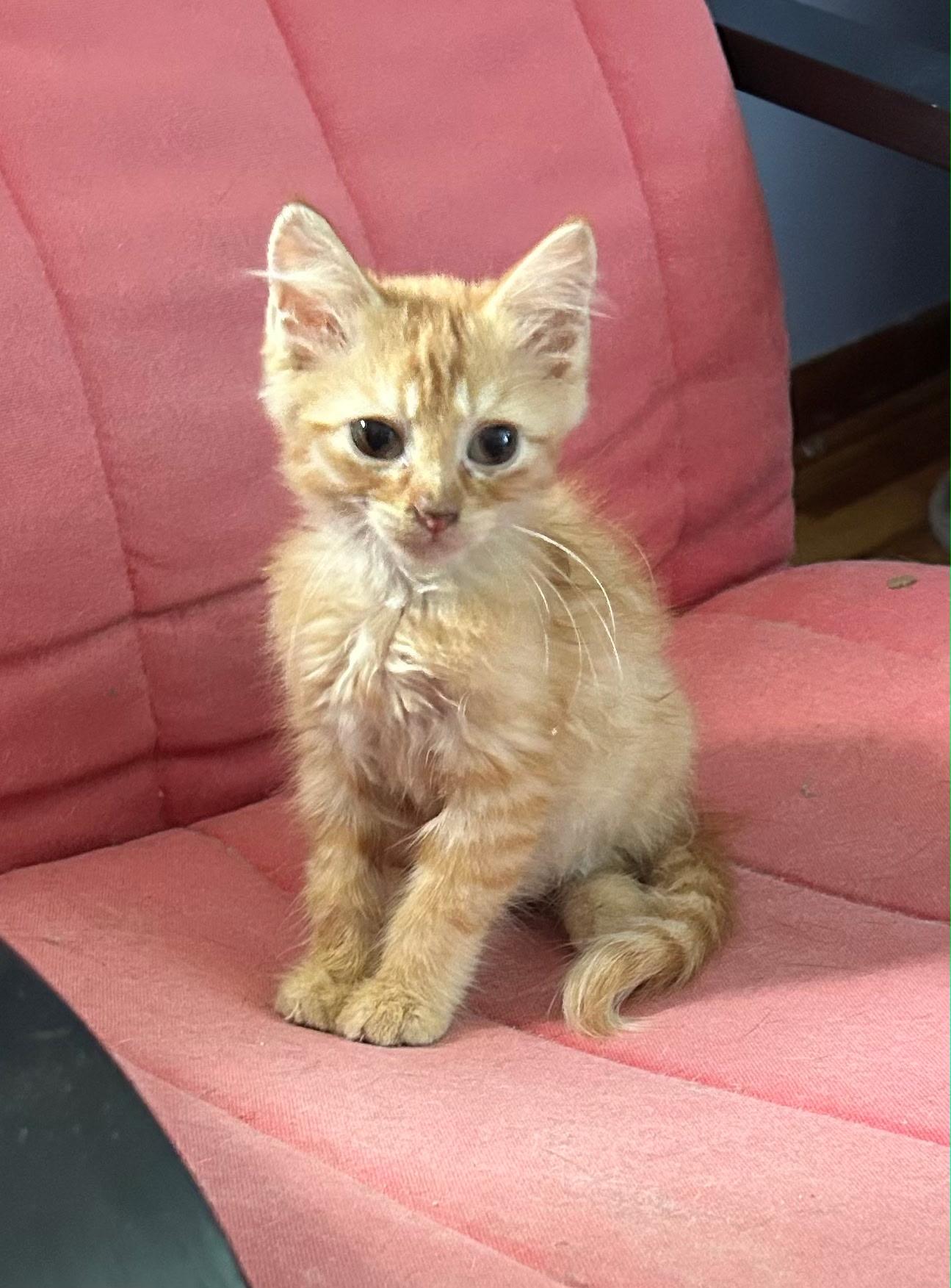 Noodles photo