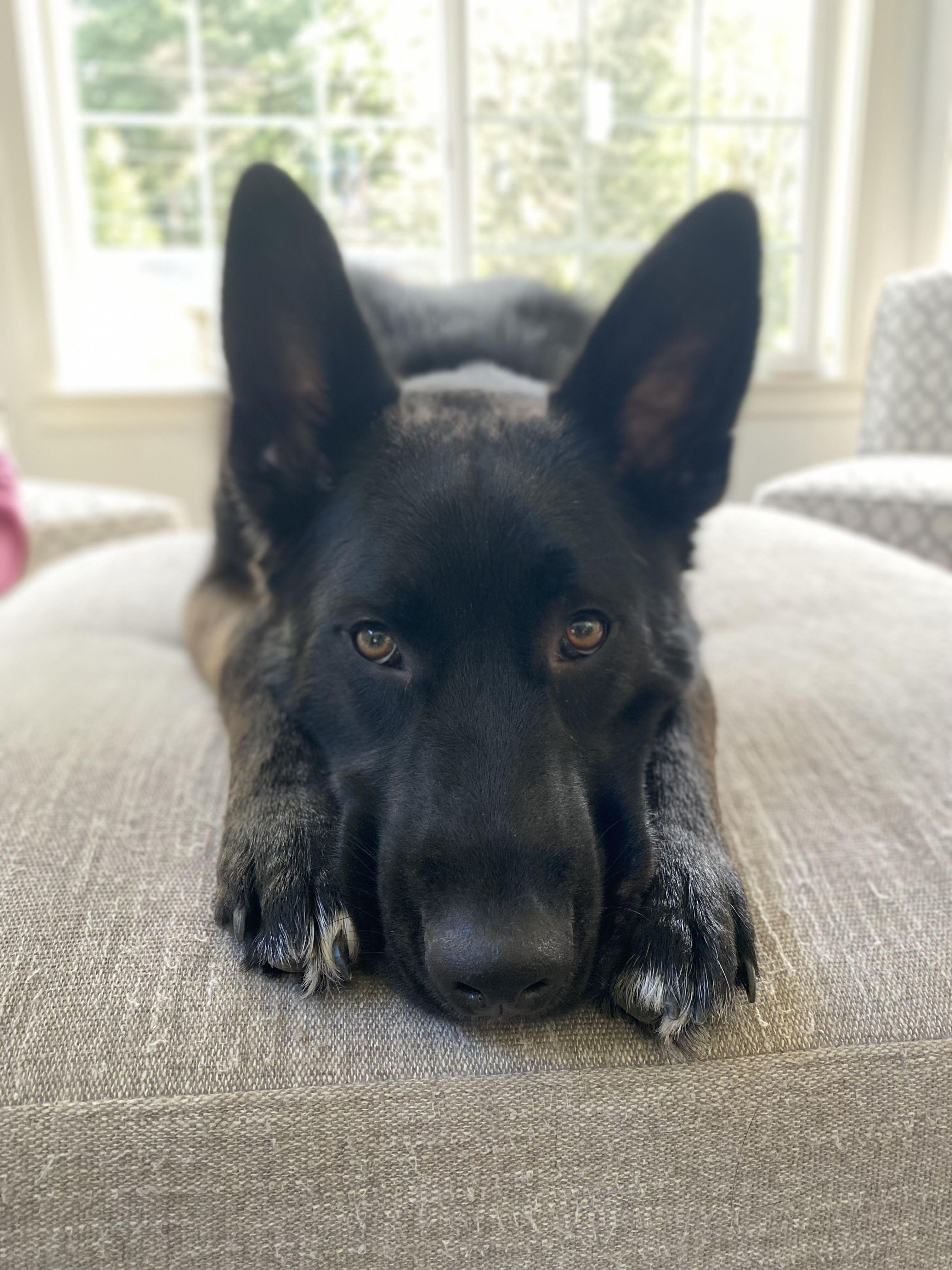 Enlarge Barley, a ADOPTABLE mixed breed in Snoqualmie, WA image 1/2