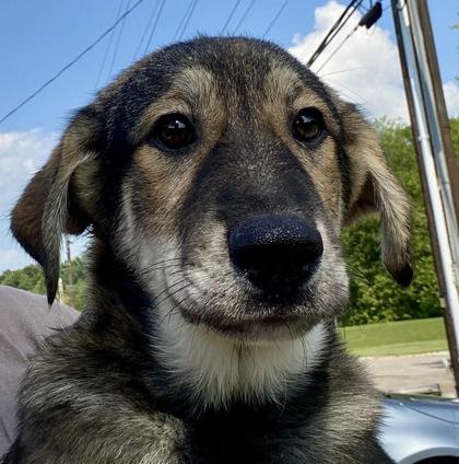 Parnell, an adopted Shepherd in Glasgow, KY image 1/2