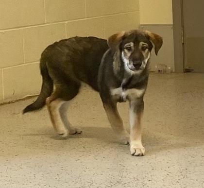 Parnell, an adopted Shepherd in Glasgow, KY image 2/2