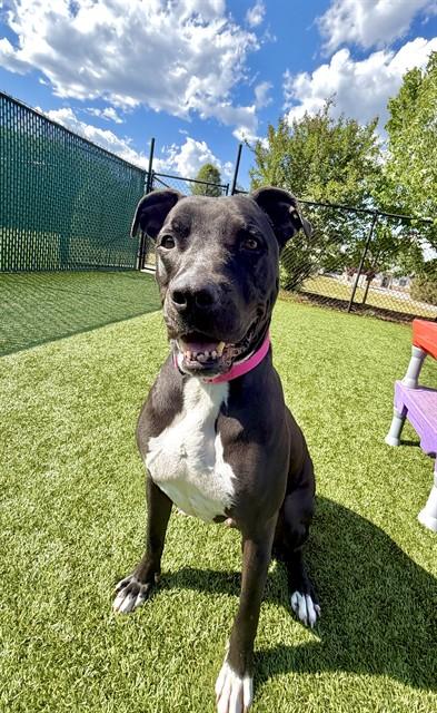 Enlarge DIOR, a Adoptable mixed breed in Statesville, NC image 1/1
