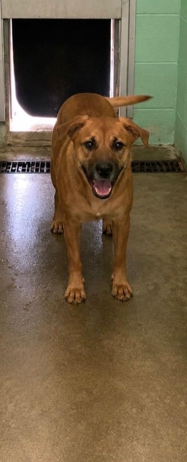 Enlarge June, a Adoptable mixed breed in Beebe, AR image 1/1