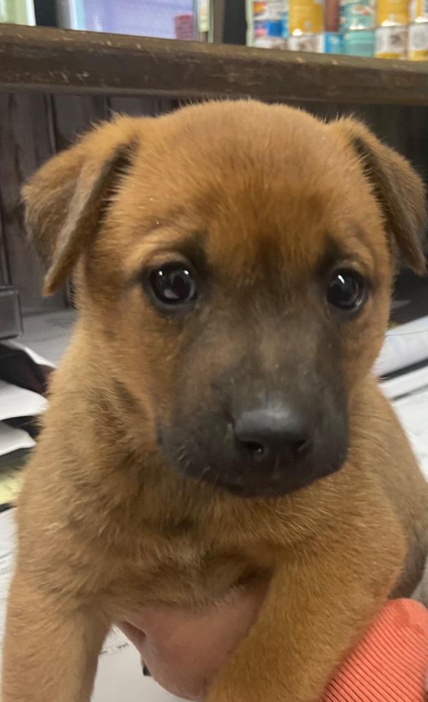 Enlarge June, a Adoptable mixed breed in Beebe, AR image 1/1