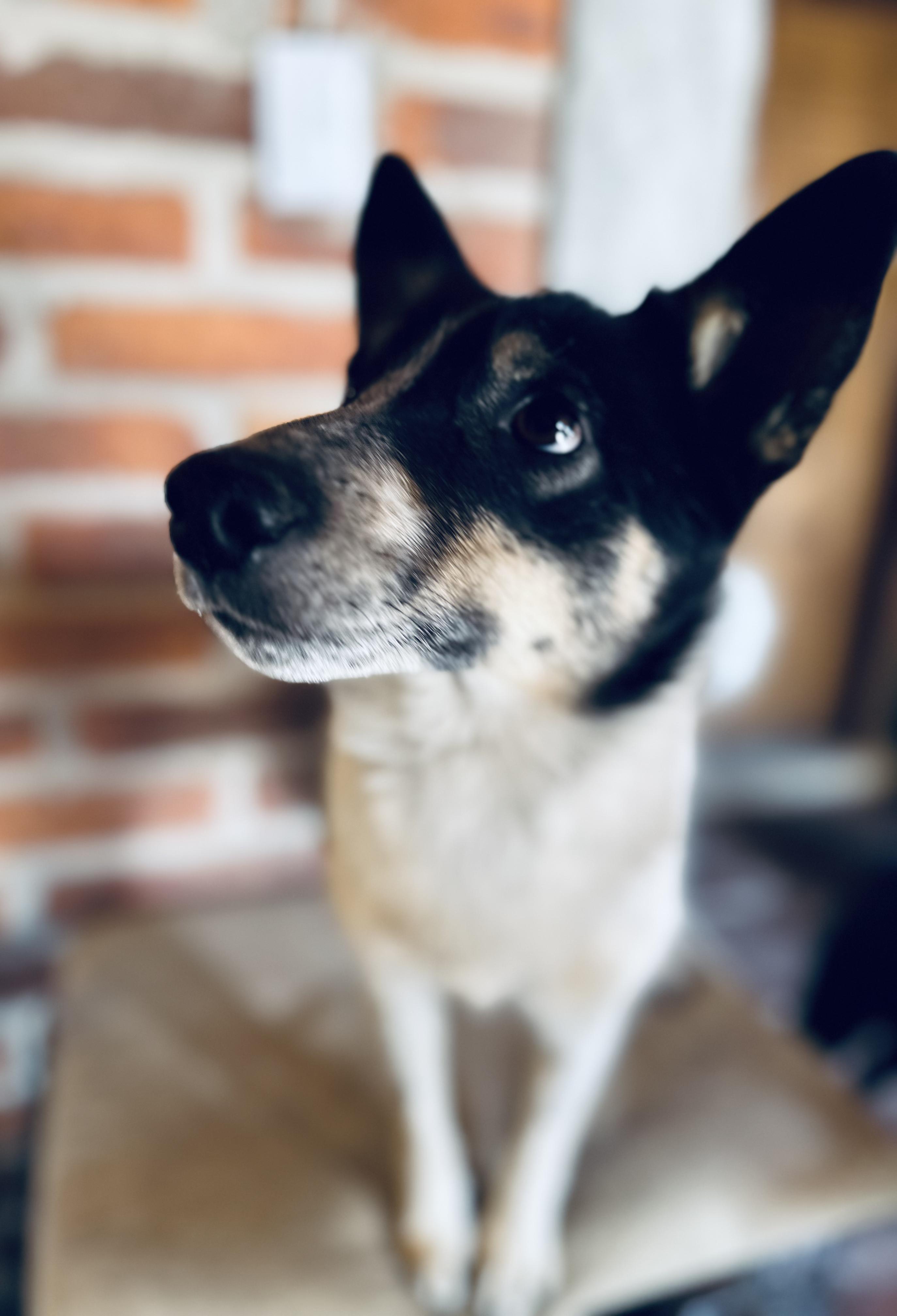 Suegra, Adoptable, Young Female Border Collie & Australian Cattle Dog / Blue Heeler.