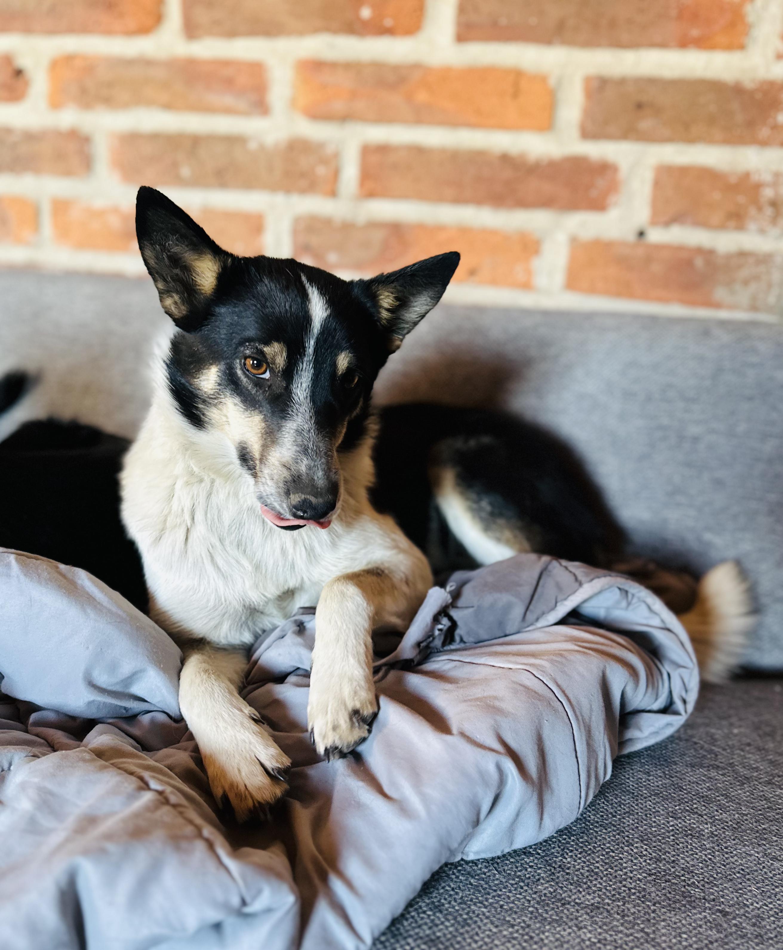 Enlarge Suegra, a Adoptable mixed breed in Encino, CA image 2/5