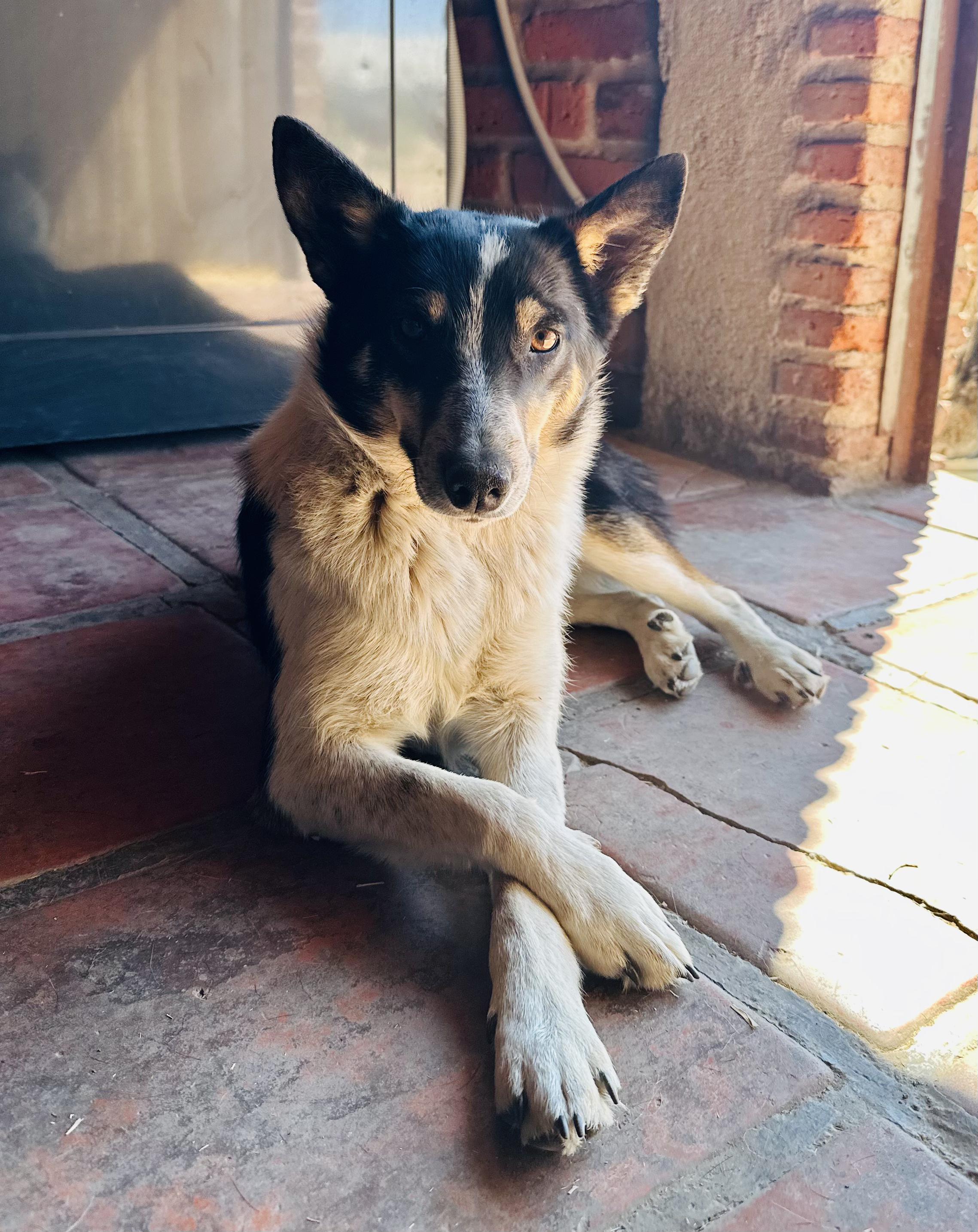 Enlarge Suegra, a Adoptable mixed breed in Encino, CA image 3/5
