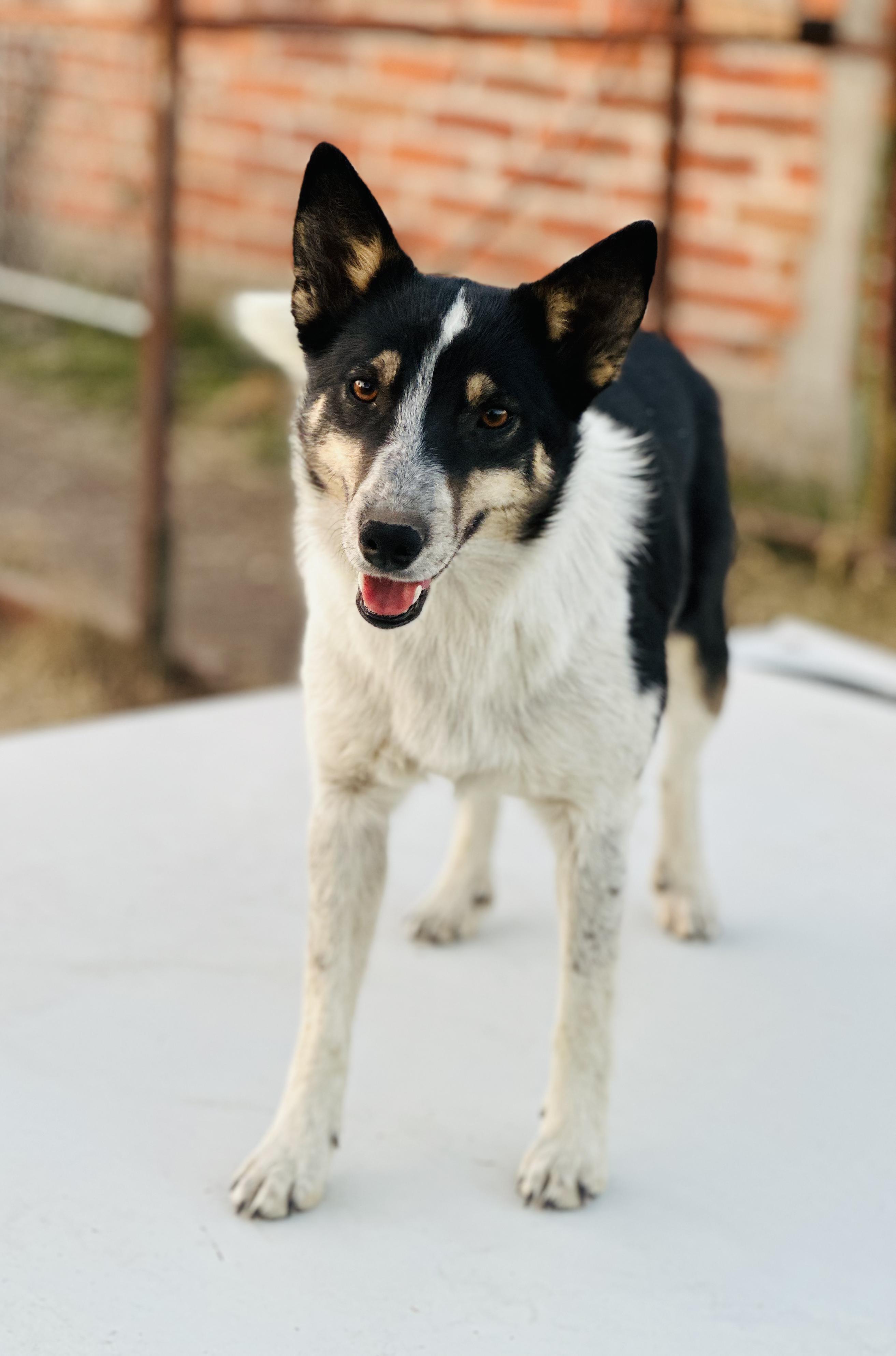 Enlarge Suegra, a Adoptable mixed breed in Encino, CA image 5/5