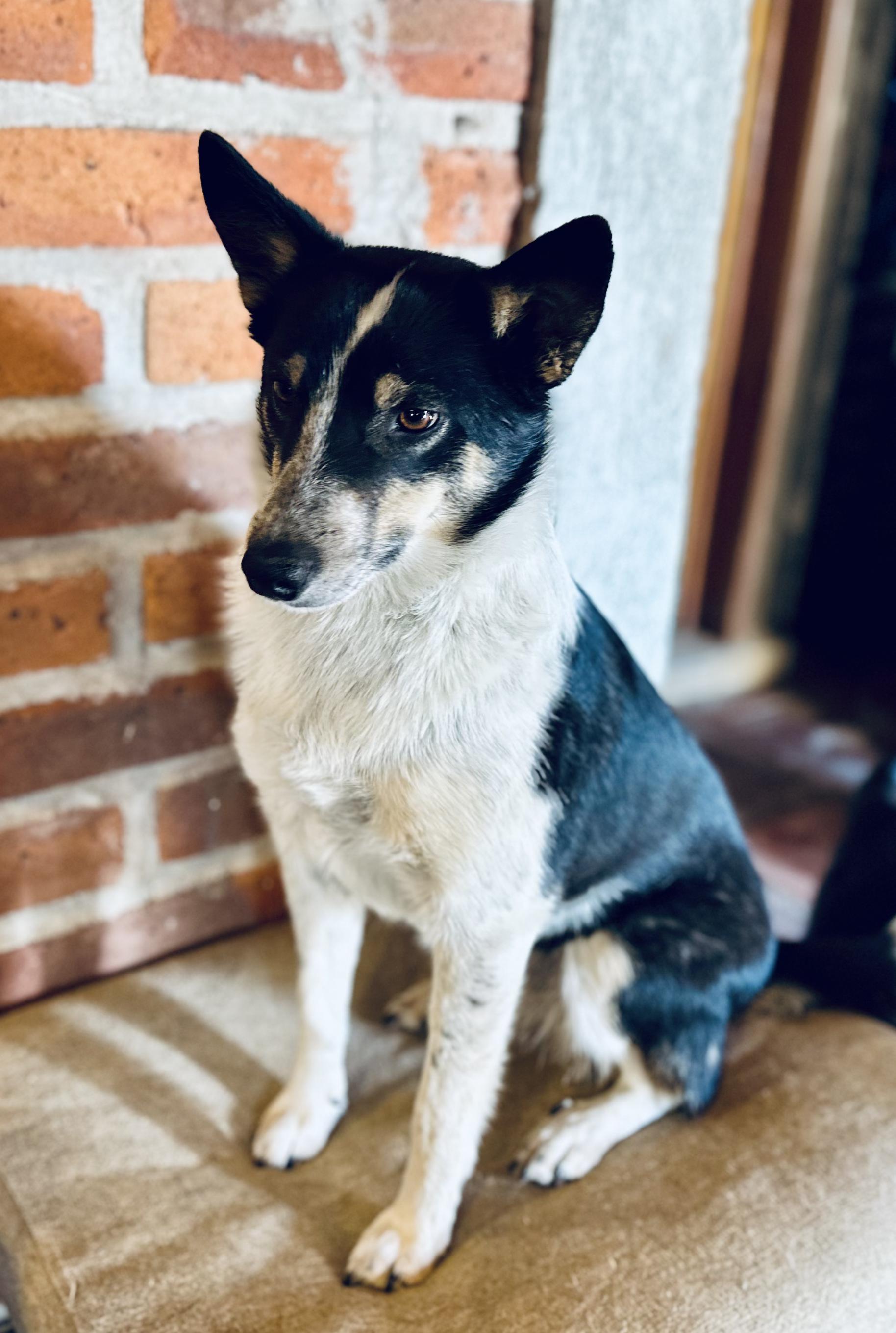 Enlarge Suegra, a Adoptable mixed breed in Encino, CA image 5/6