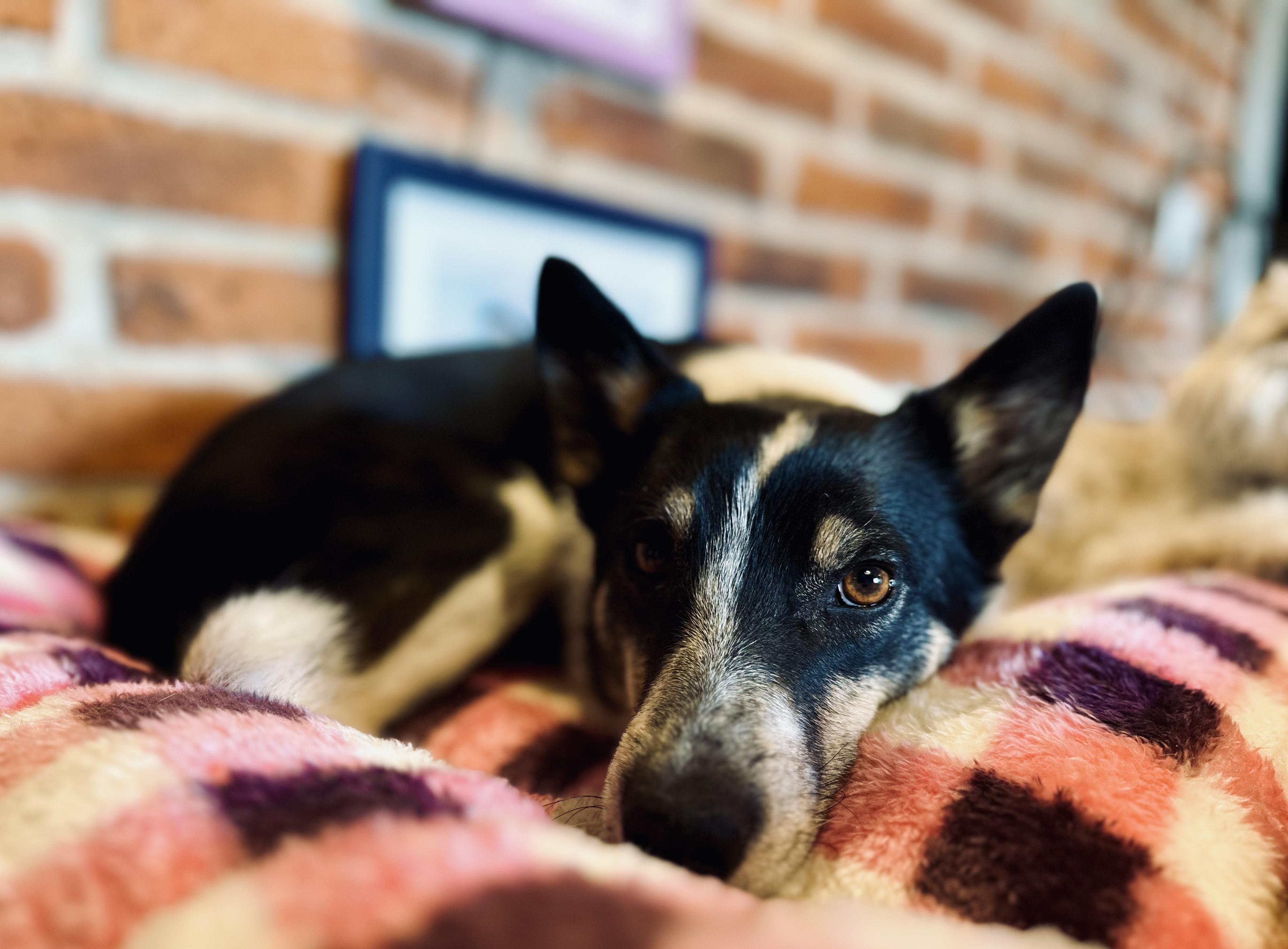 Enlarge Suegra, a Adoptable mixed breed in Encino, CA image 4/6