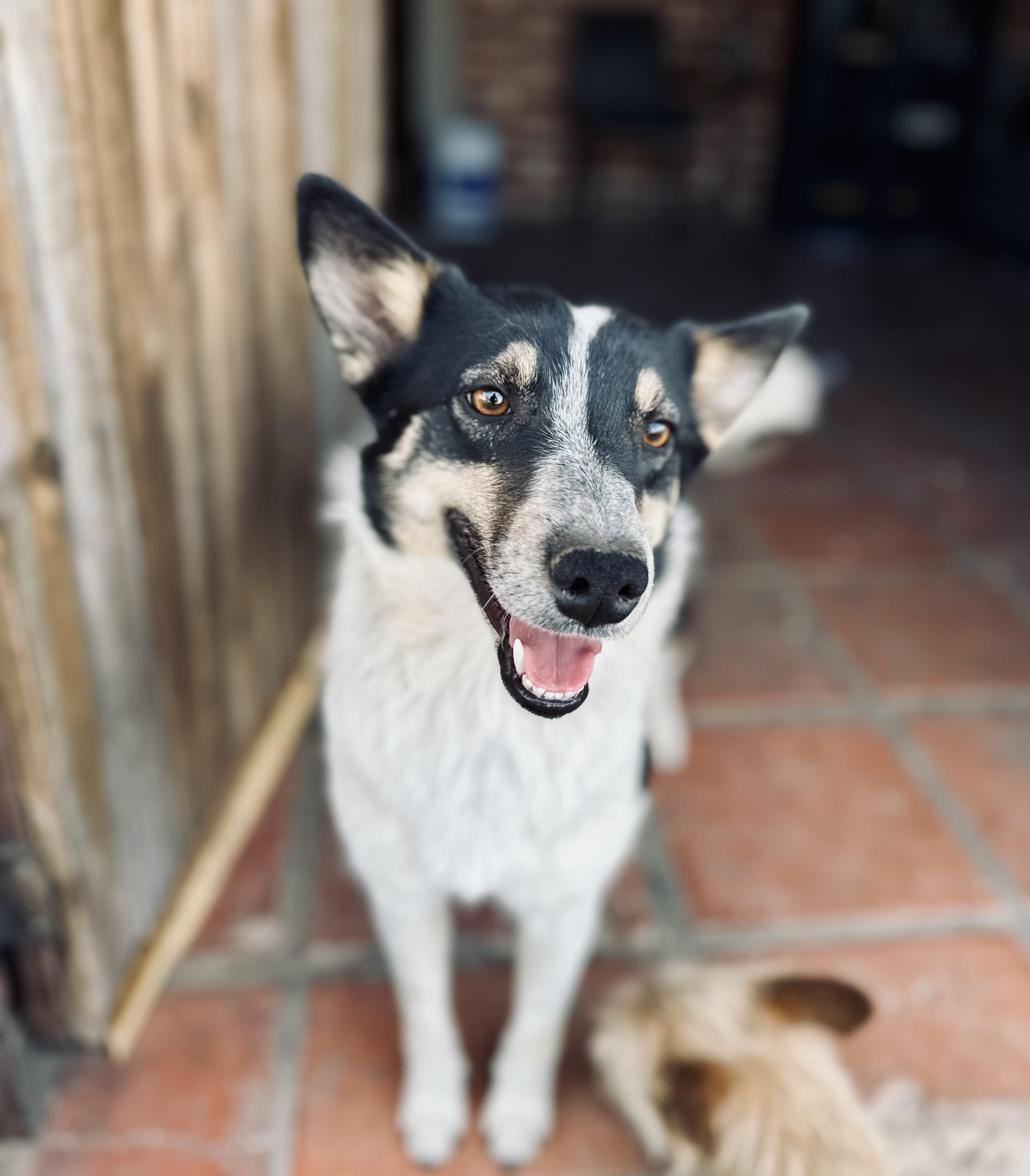 Suegra, Adoptable, Young Female Border Collie & Australian Cattle Dog / Blue Heeler.