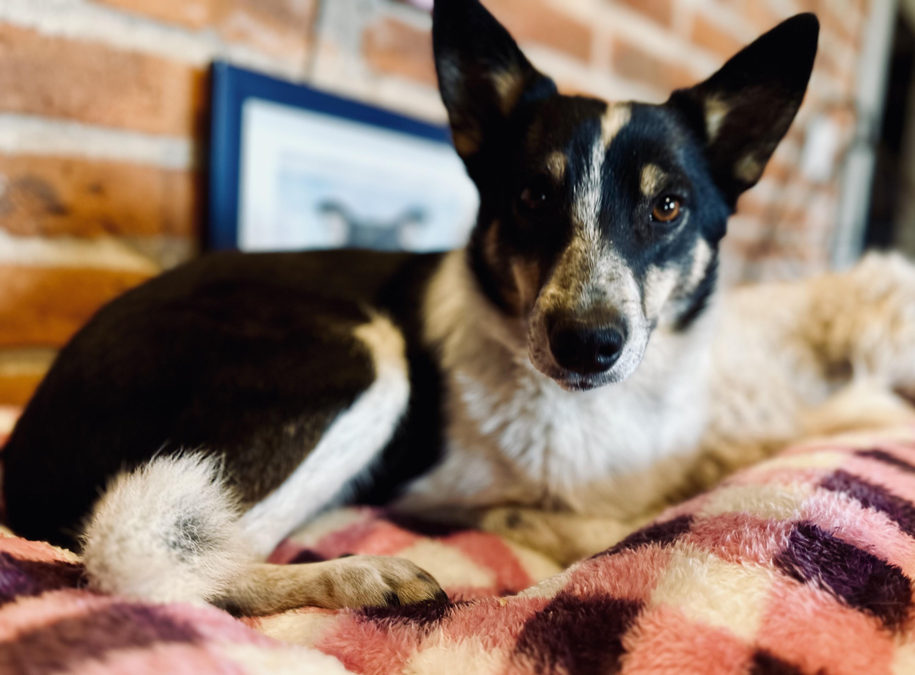 Enlarge Suegra, a Adoptable mixed breed in Encino, CA image 2/6