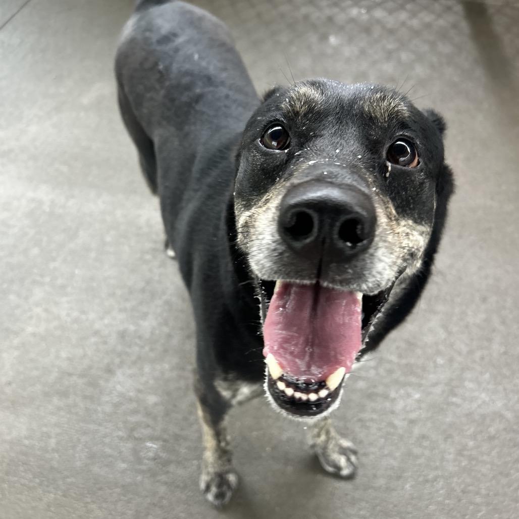 Ranger, Adoptable, Adult Male Mixed Breed.