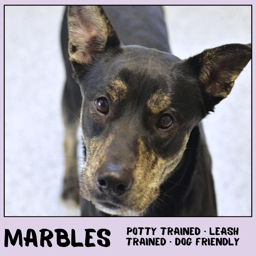 Marbles, a Adoptable Mixed Breed in Emporia, KS image 1/4