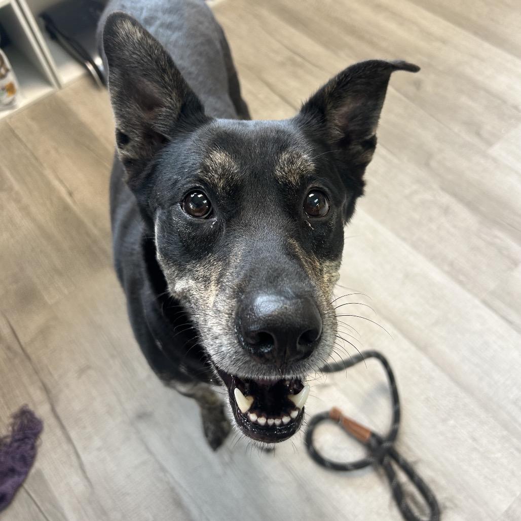 Enlarge Ranger, a Adoptable Mixed Breed in Emporia, KS image 2/6