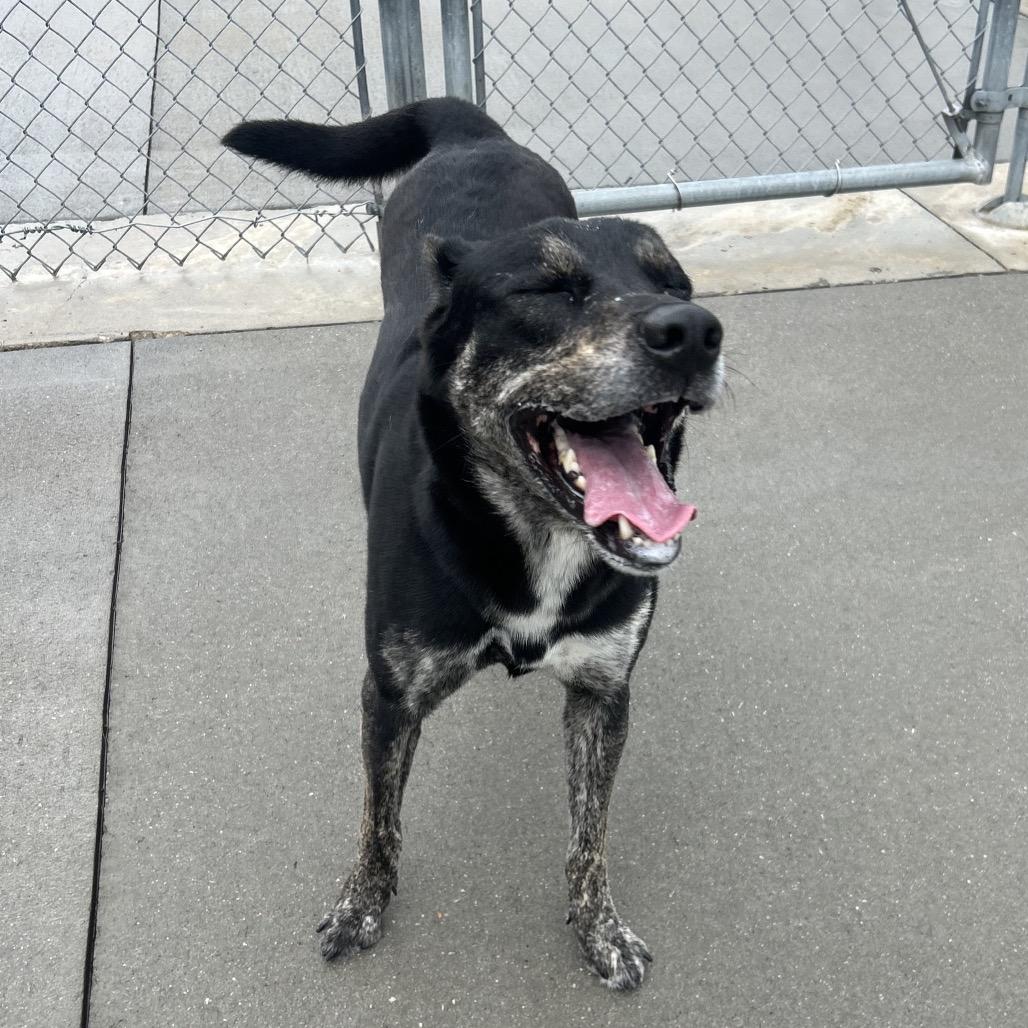 Enlarge Ranger, a Adoptable Mixed Breed in Emporia, KS image 3/6