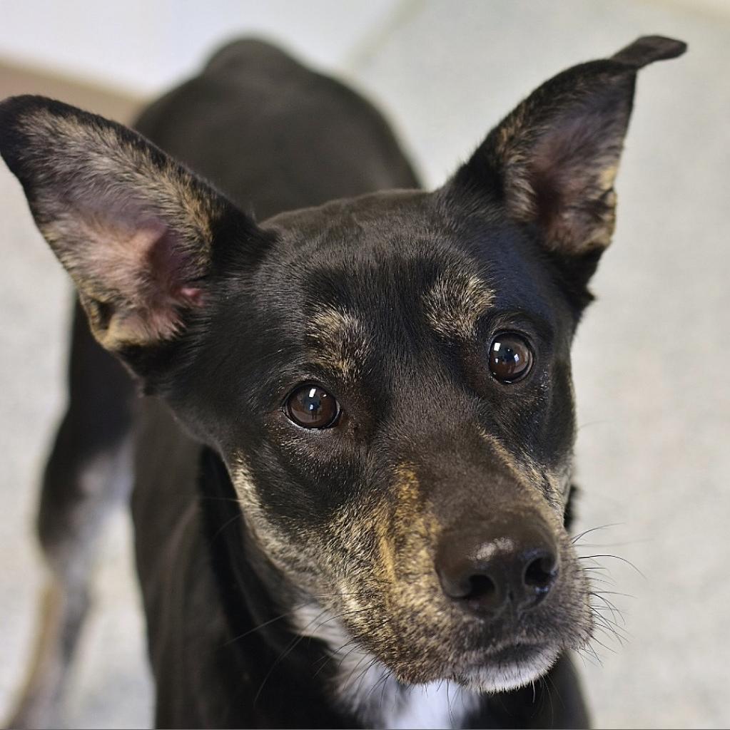Marbles, a Adoptable Mixed Breed in Emporia, KS image 3/4