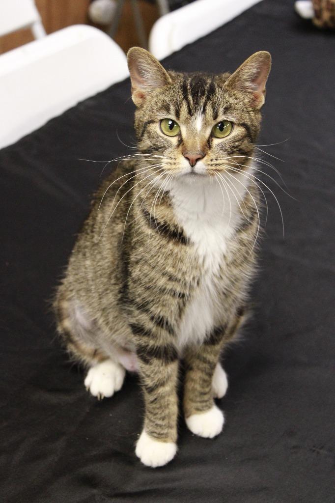 Esme, Adoptable, Kitten Female Abyssinian.