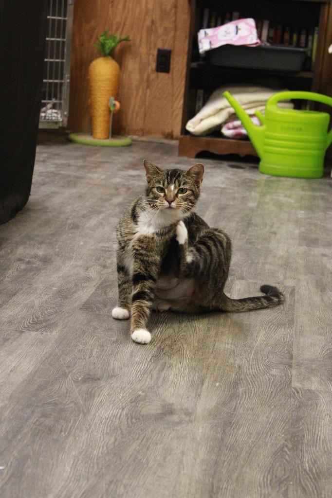 Enlarge Esme, a Adoptable Abyssinian in Dyersburg, TN image 2/2