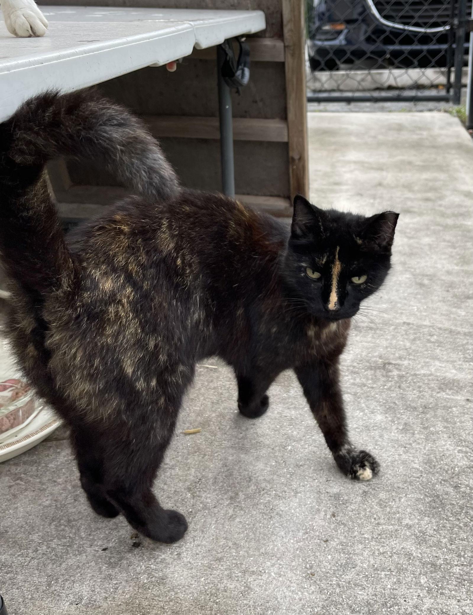 Enlarge Camilla, a Adoptable Domestic Short Hair in West Palm Beach, FL image 1/3