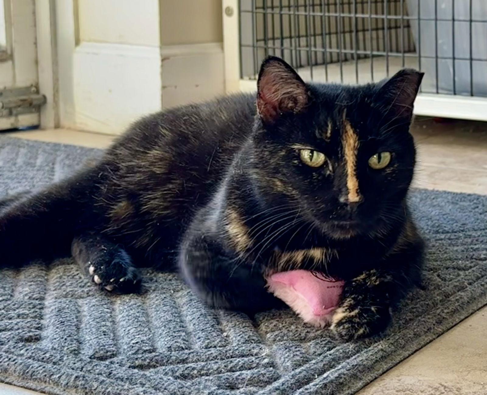 Enlarge Camilla, a Adoptable Domestic Short Hair in West Palm Beach, FL image 2/3