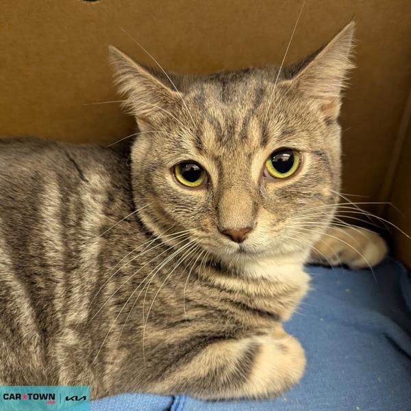 Enlarge Stormy, a Adoptable mixed breed in Lexington, KY image 1/1