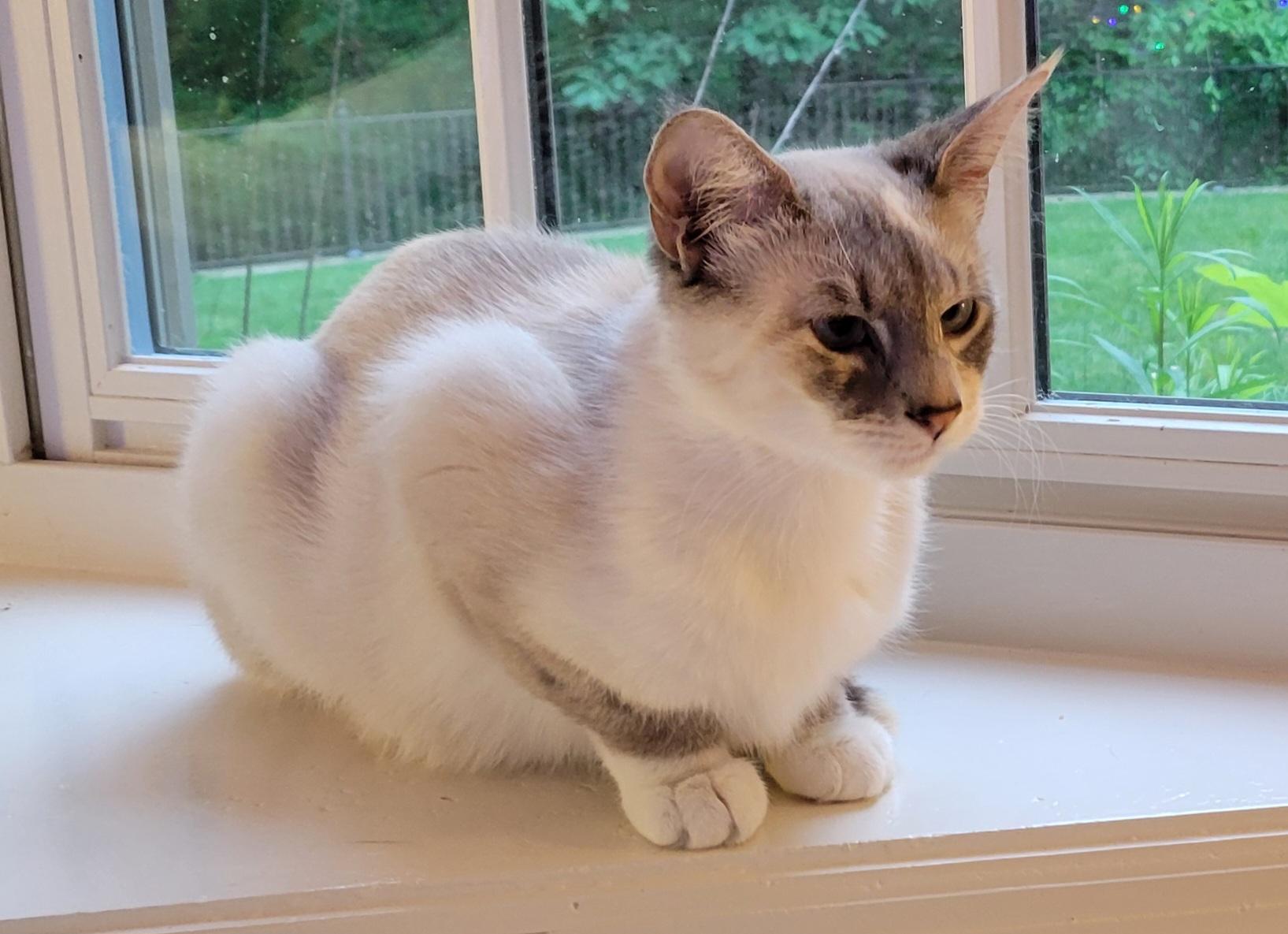Derpy, ADOPTABLE, Young Female Siamese.