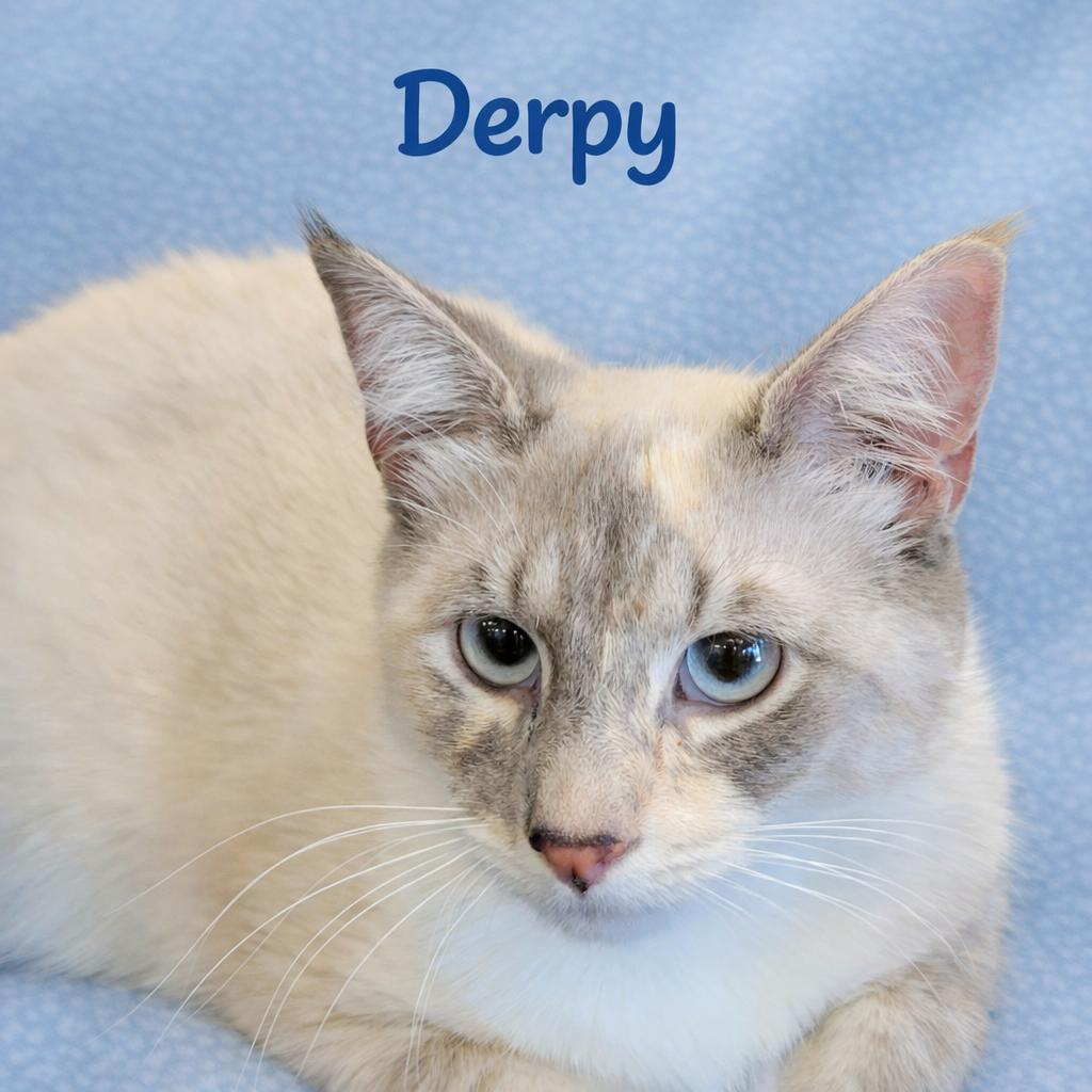 Derpy, a ADOPTABLE mixed breed in Knoxville, TN image 2/3