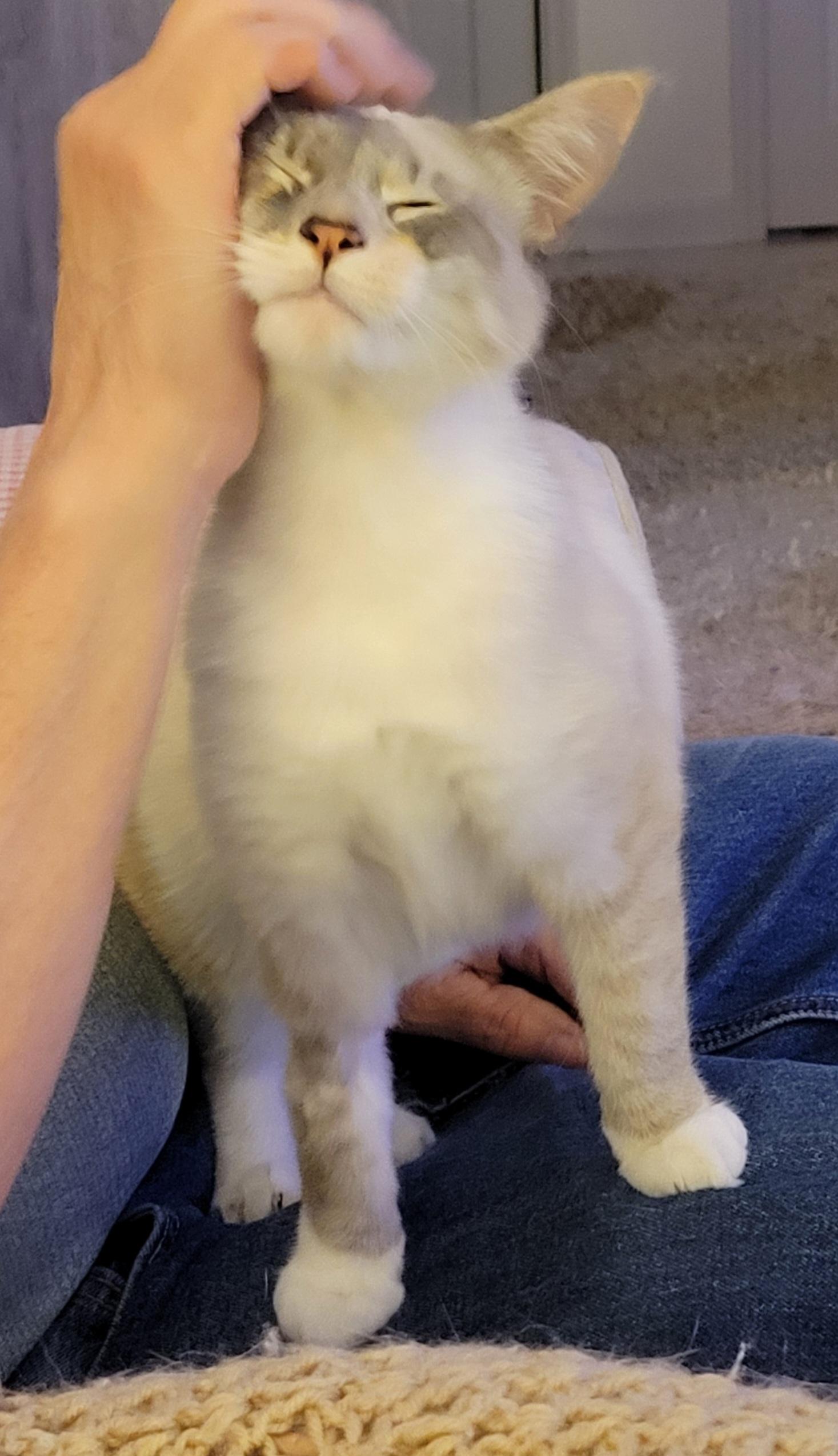 Derpy, a ADOPTABLE mixed breed in Knoxville, TN image 3/3