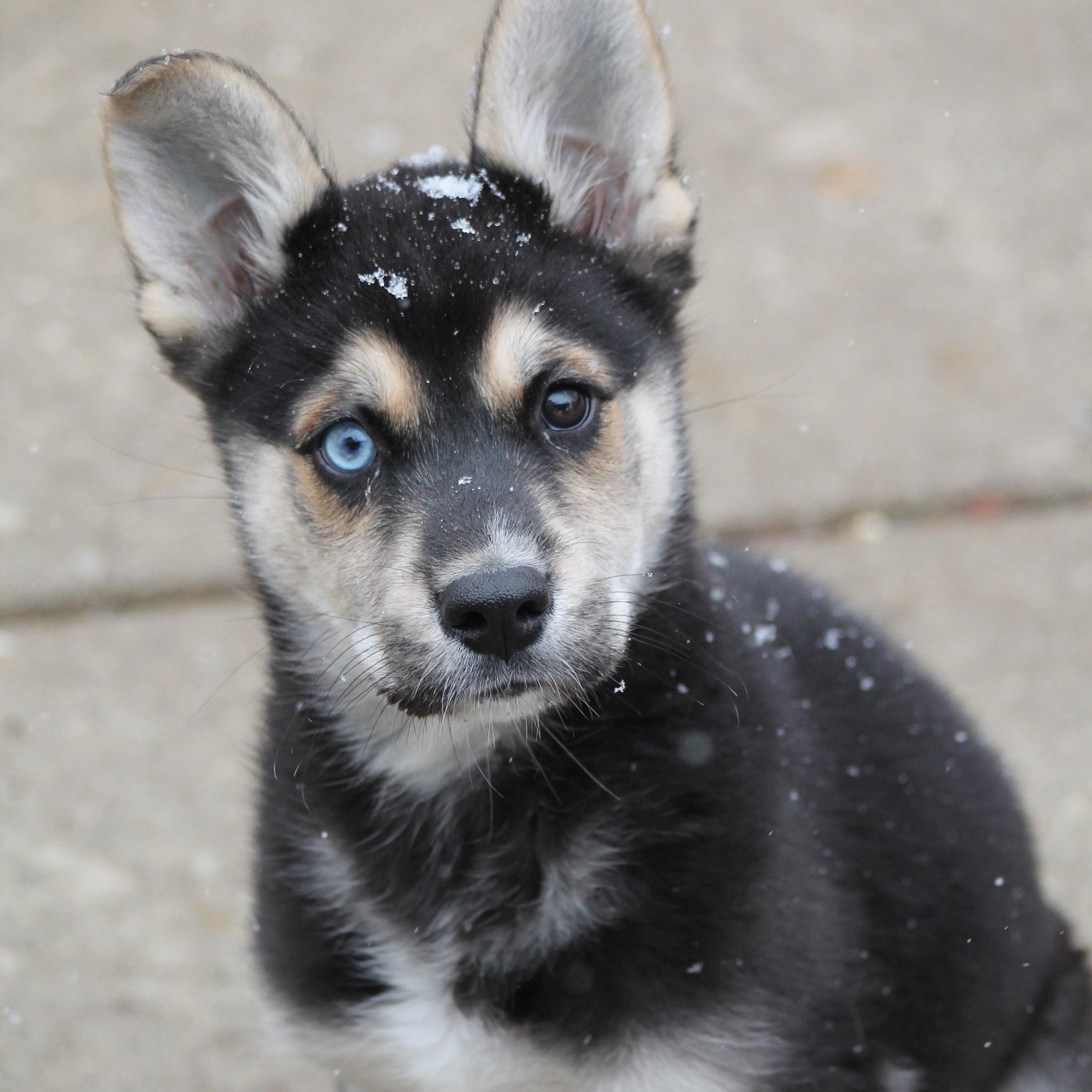 Cliff, adopted, Puppy Male Siberian Husky & German Shepherd Dog.